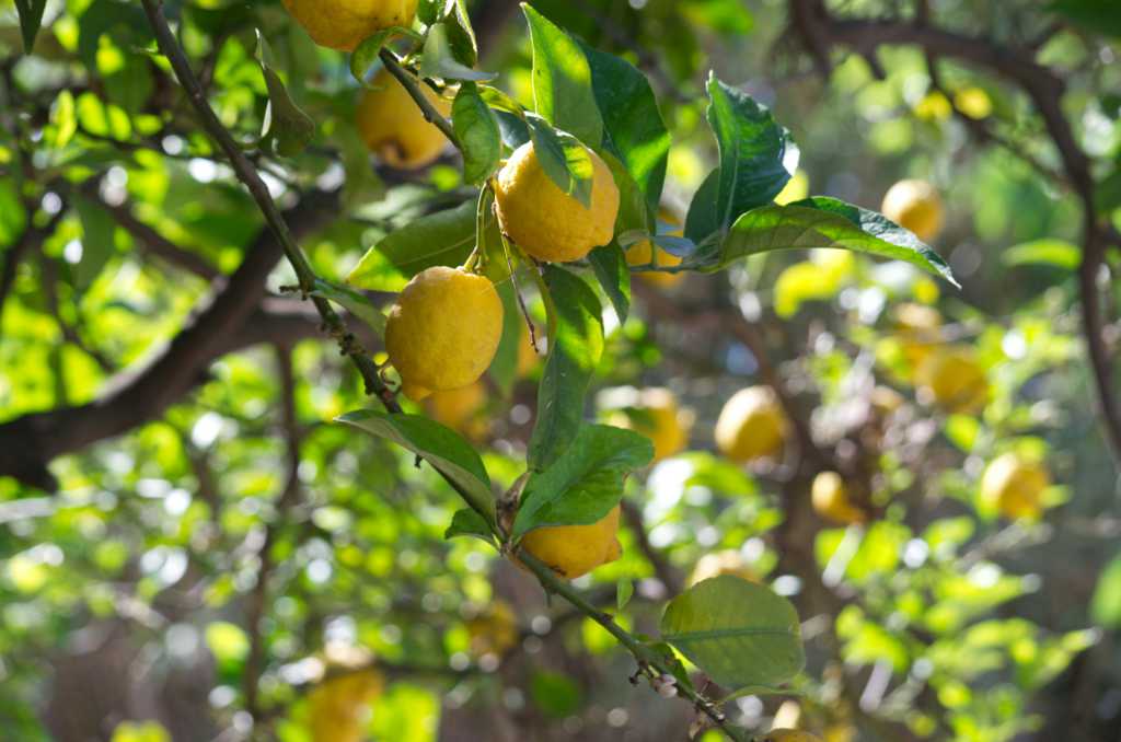 Lemons hanging from a tree in sunlight.
