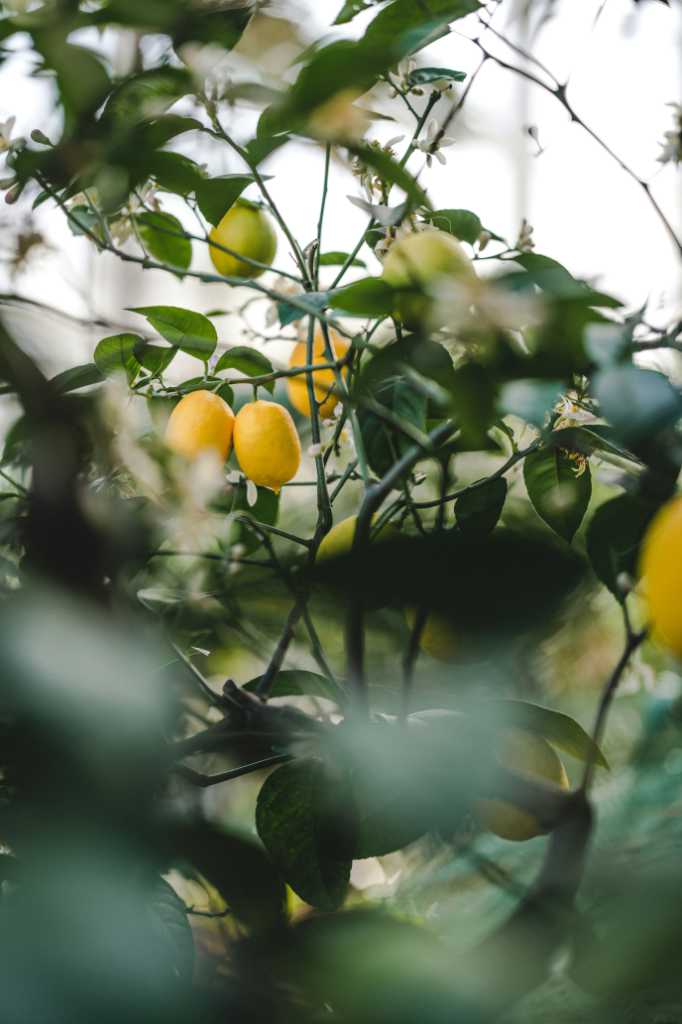 Lemons hanging on a tree from a distance.