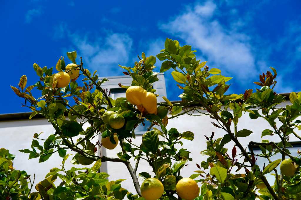 Lemons on a tree against a bright blue sky.