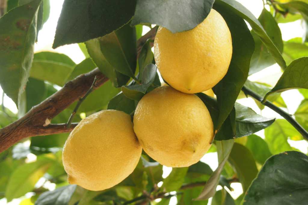 A cluster of three lemons on a tree.