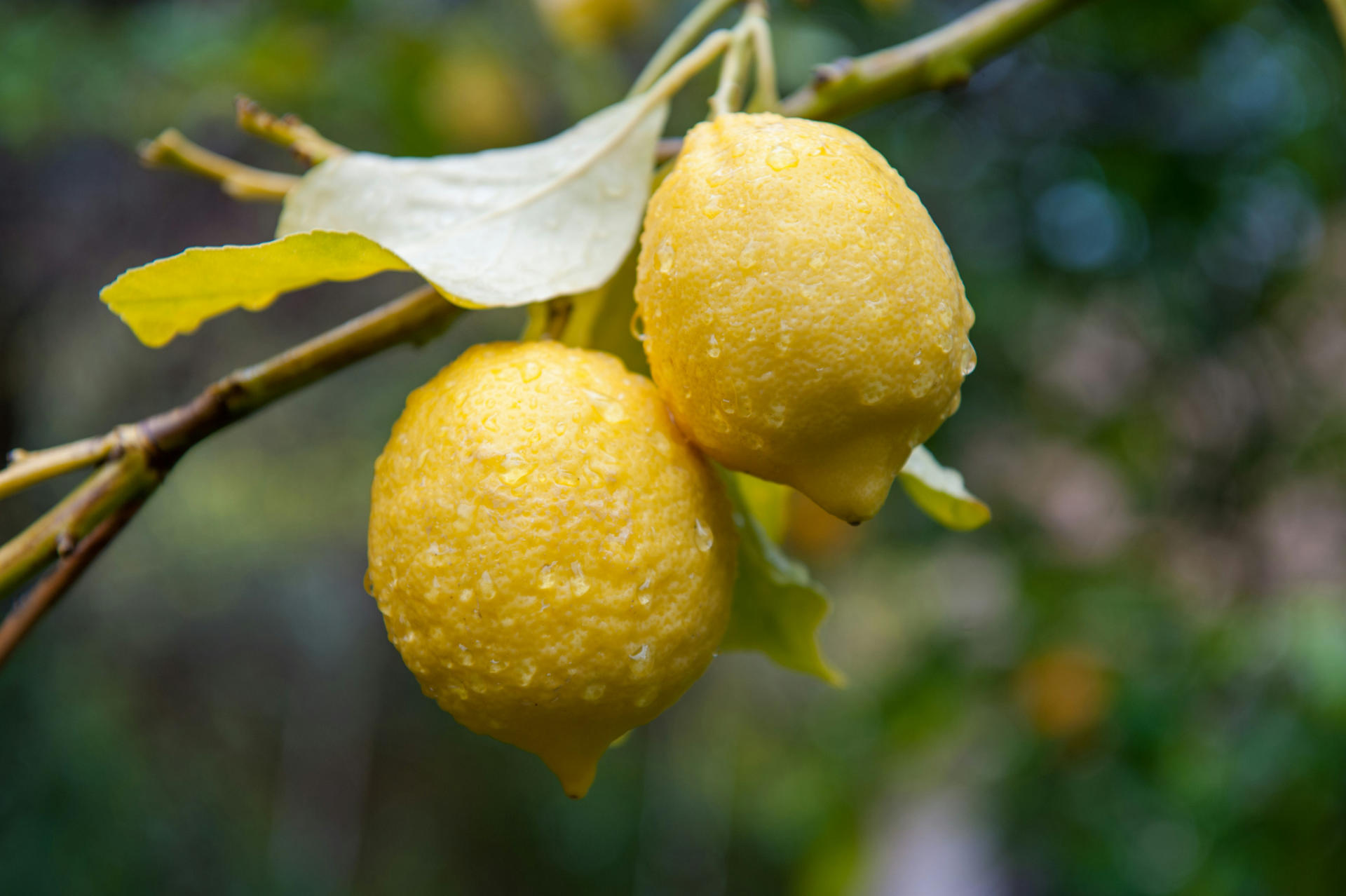Two lemons on a branch.